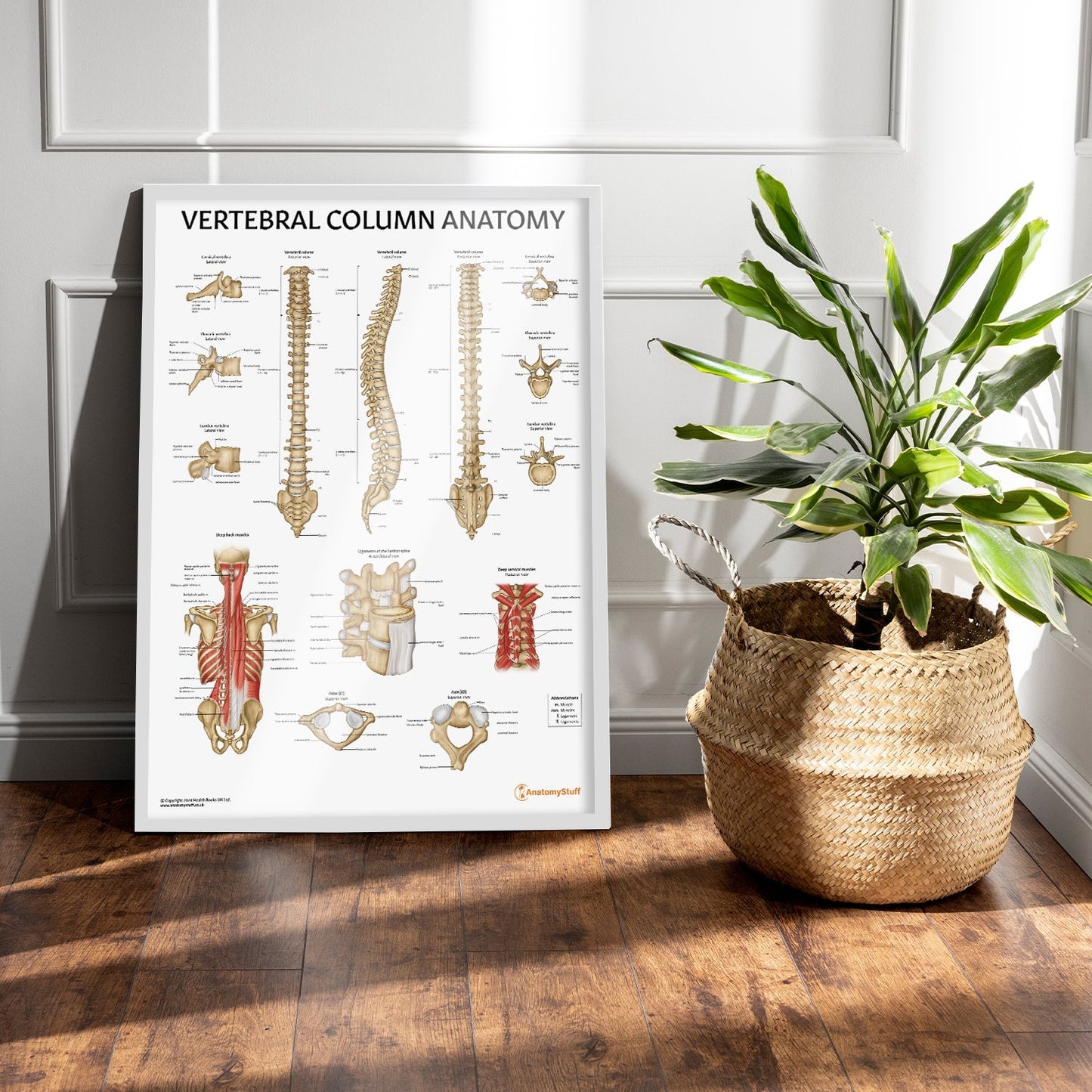 Vertebral Column Anatomy Chart / Poster - Part of Collection