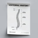 Switch Vertebral Anatomy Poster PDF 2 image
