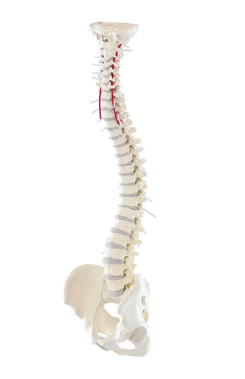 Flexible Soft Disc Spine Model