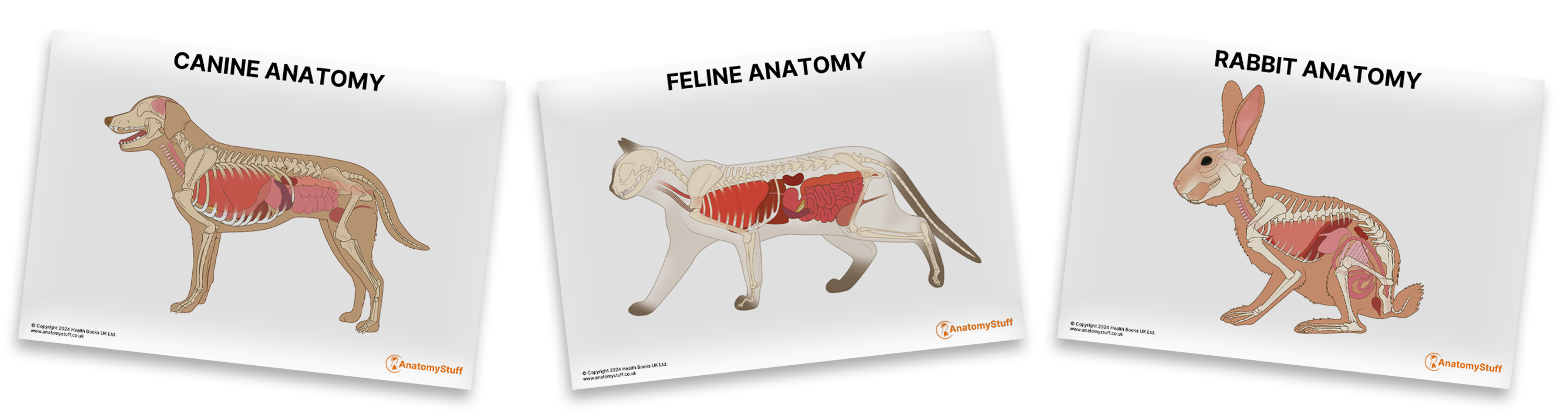 <strong>Download your FREE anatomy pack!</strong>