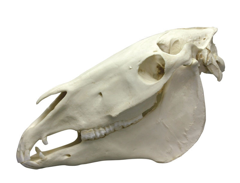Horse Skull Model (2 part)