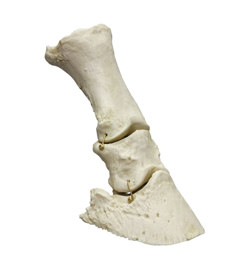 Flexible Horse Foot Skeleton Model