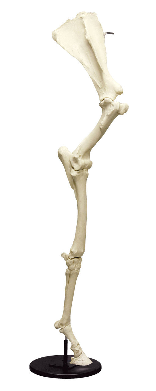 Articulated Equine Forelimb Model with Scapula