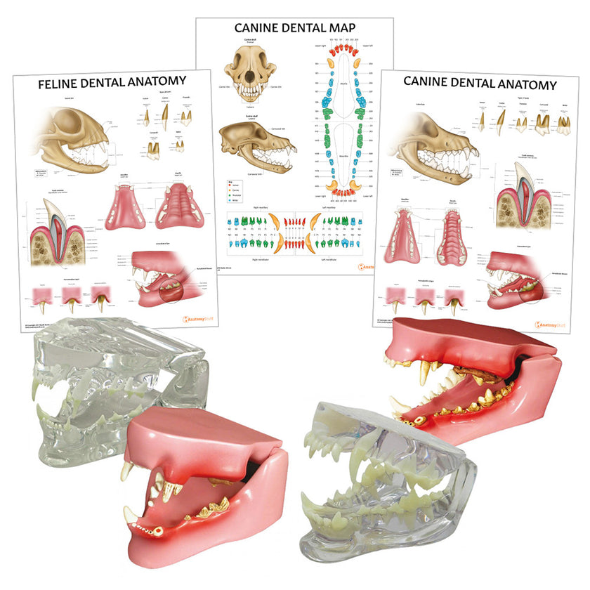 Veterinary Dental Collection Model and Chart Bundle