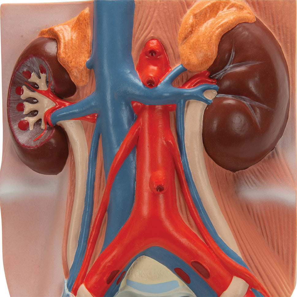 Male Urinary System Model