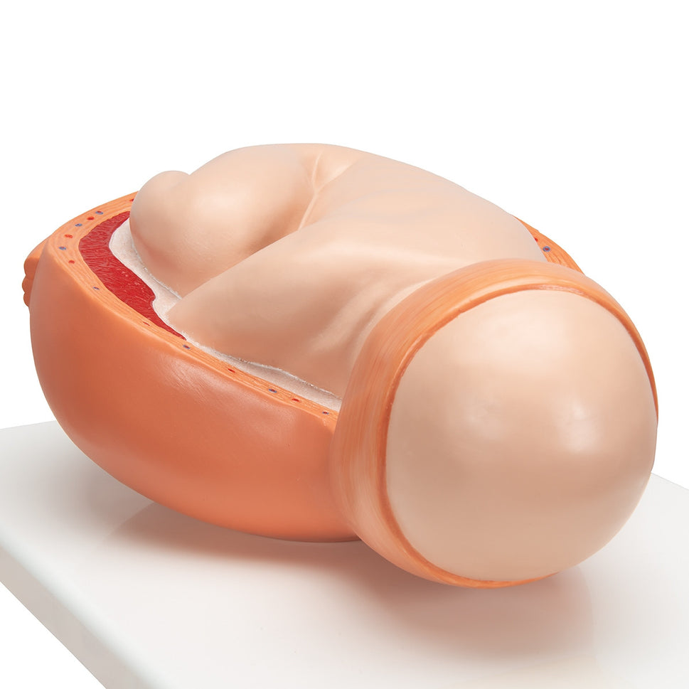 Birthing Process Model Set (5 part)
