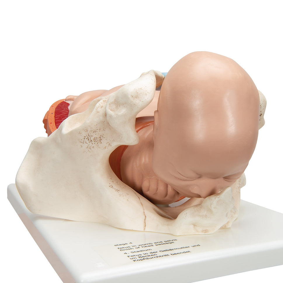 Birthing Process Model Set (5 part)