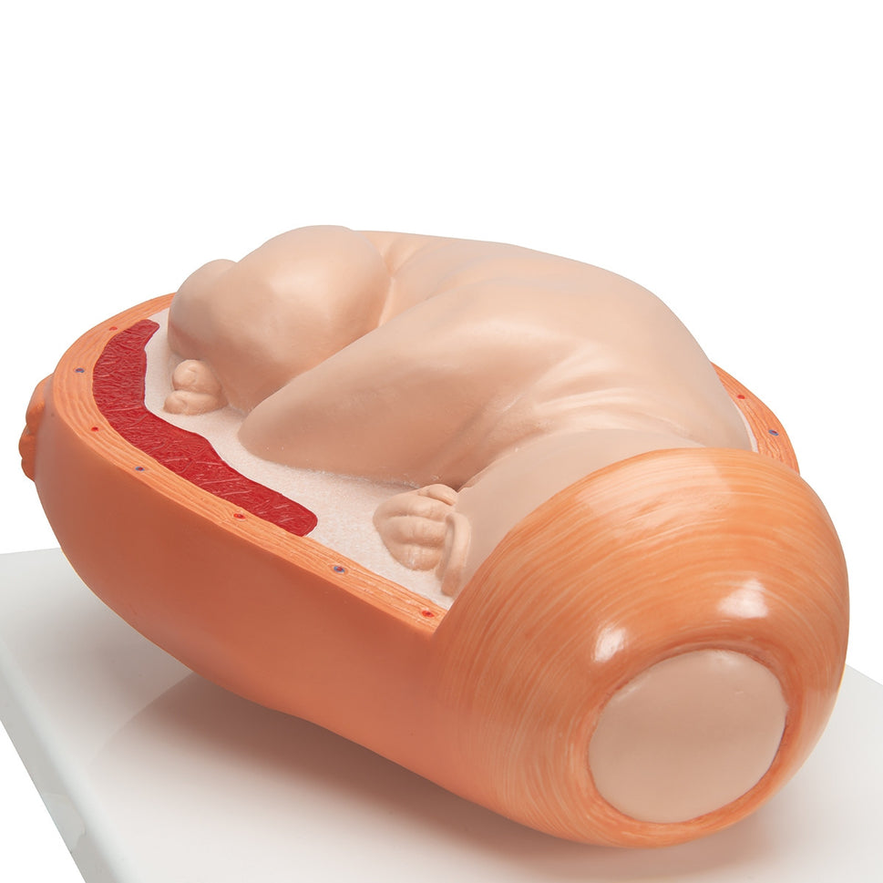 Birthing Process Model Set (5 part)