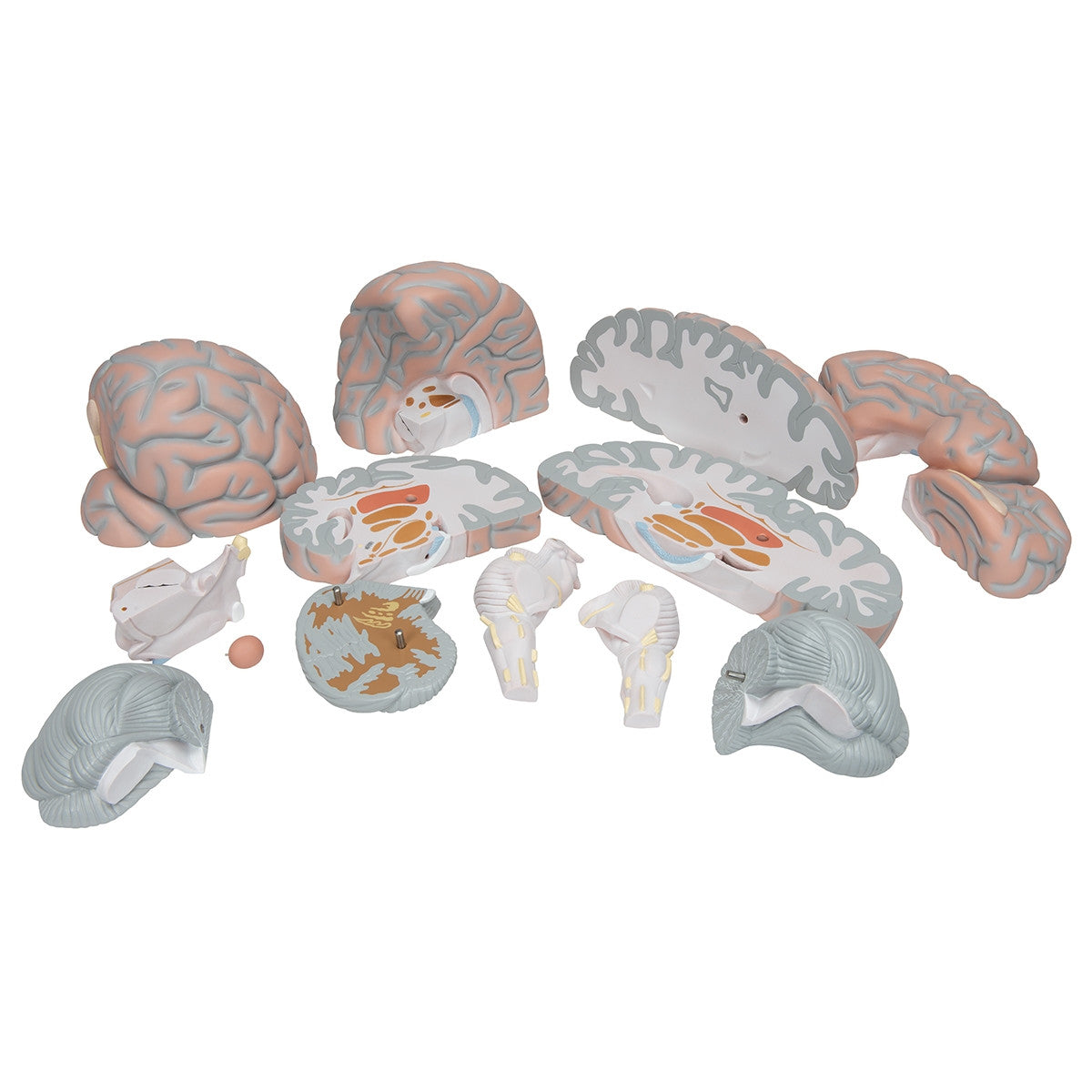 Giant Brain Model (2.5 times life size, 14 part)