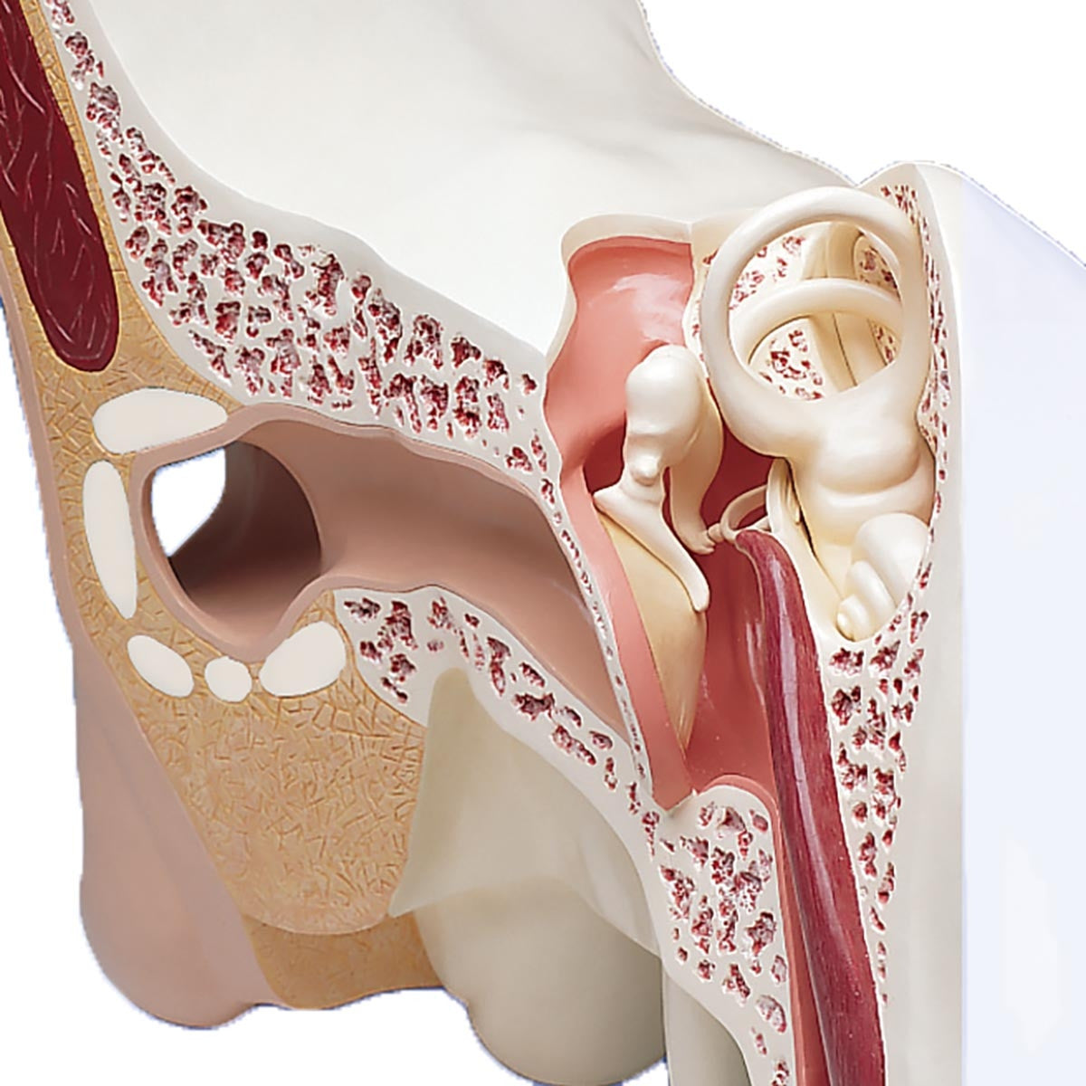 World's Largest Ear Model (15 times life size, 3 part)