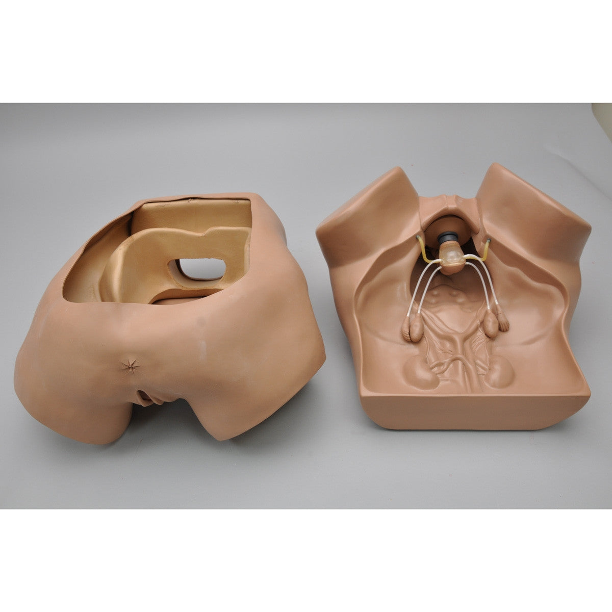 Uterus with Fallopian Tubes For Palpation Exercises