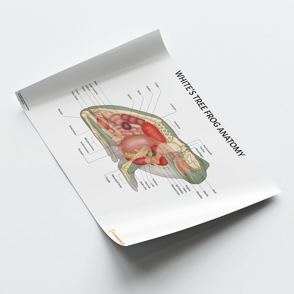 White's Tree Frog Anatomy Chart / Poster