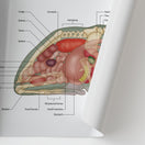 Switch White&#39;s Tree Frog Anatomy Chart / Poster 2 image