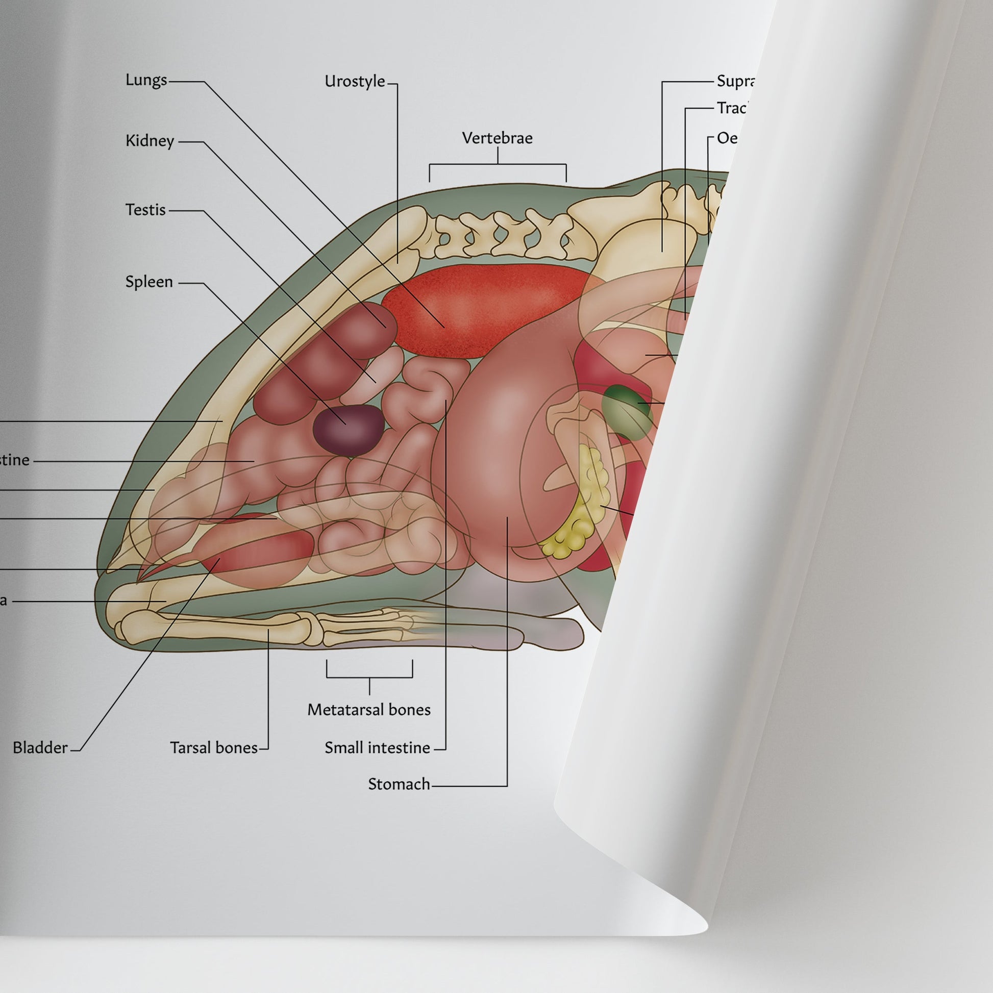 White's Tree Frog Anatomy Chart / Poster - Part of Collection