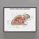 Switch White&#39;s Tree Frog Anatomy Chart / Poster 3 image