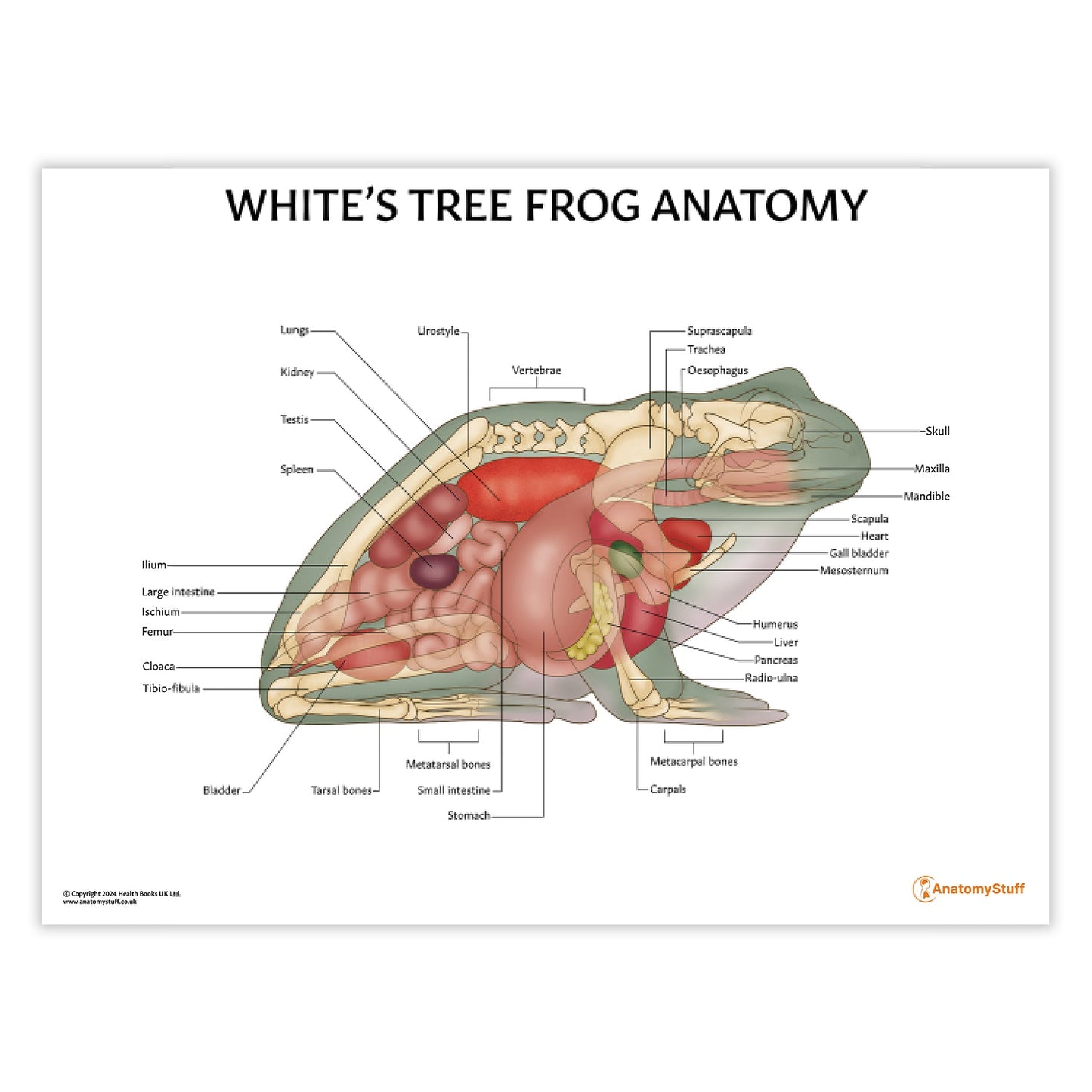 White's Tree Frog Anatomy Chart / Poster - Part of Collection