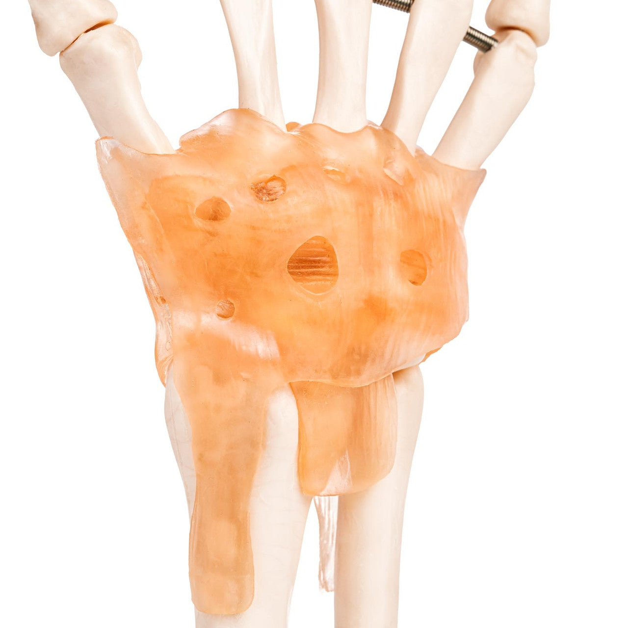 Budget Hand and Wrist Model with Ligaments