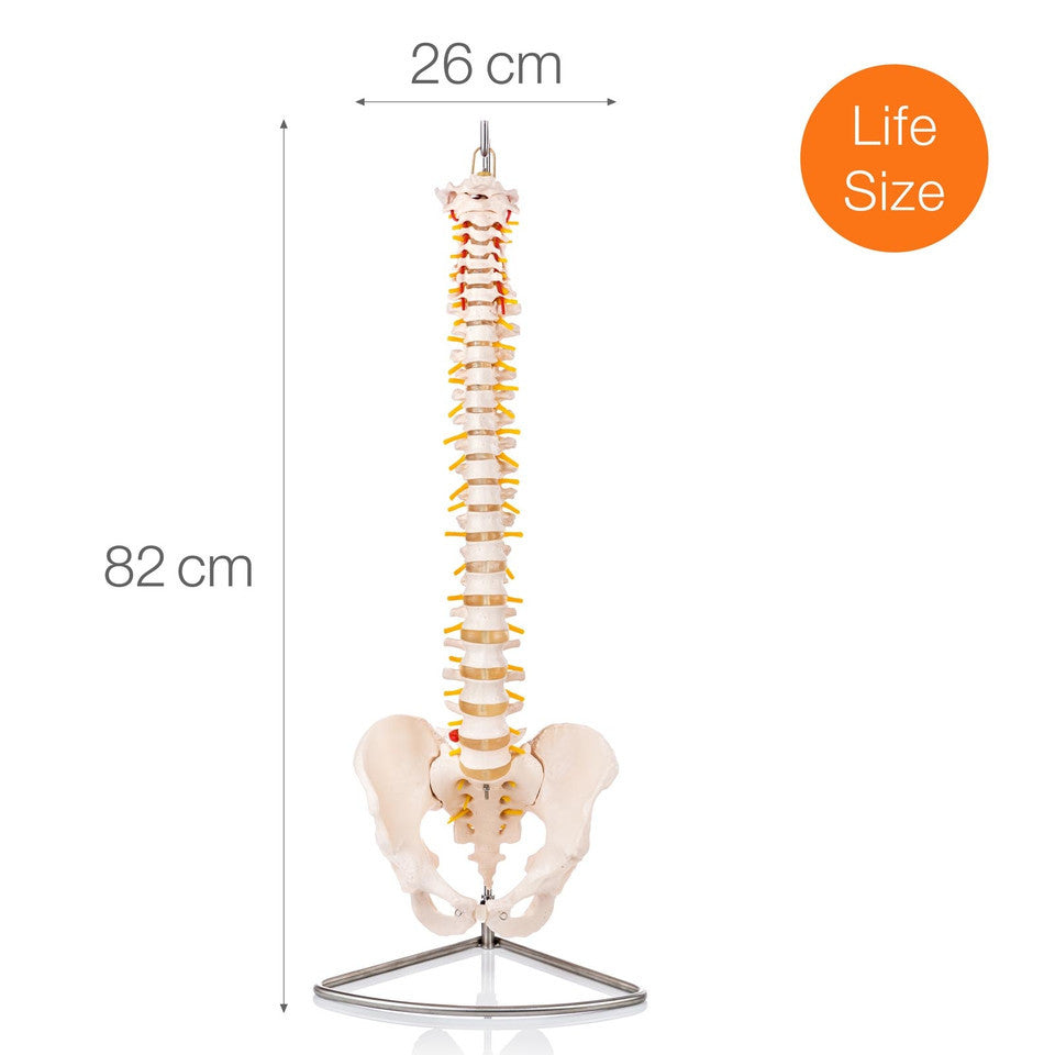 SPINEST is designed for use with XC-105, but can be used for most spine models that have a pelvis.