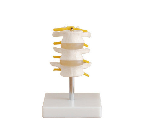 Budget Lumbar Vertebrae Model (3 part)