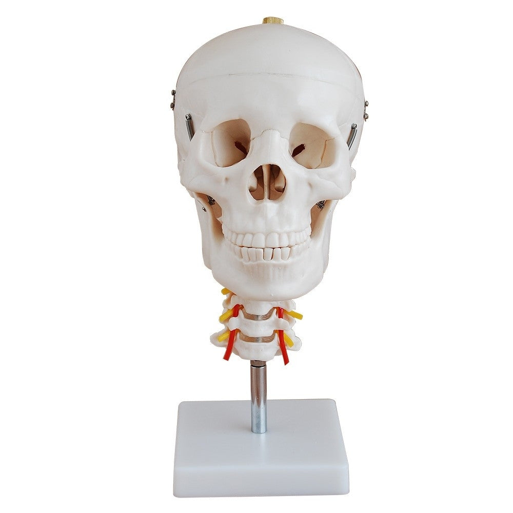 Spine Anatomy & Pathology Collection