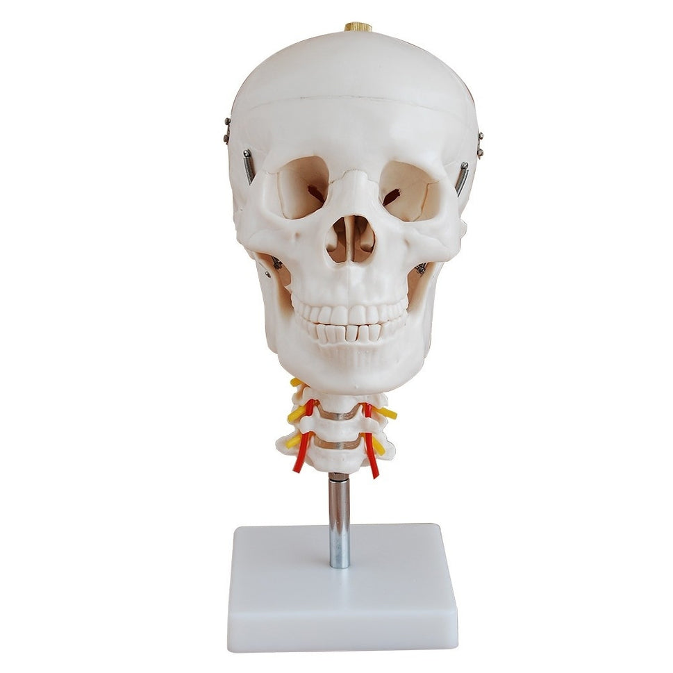 Spine Anatomy & Pathology Collection