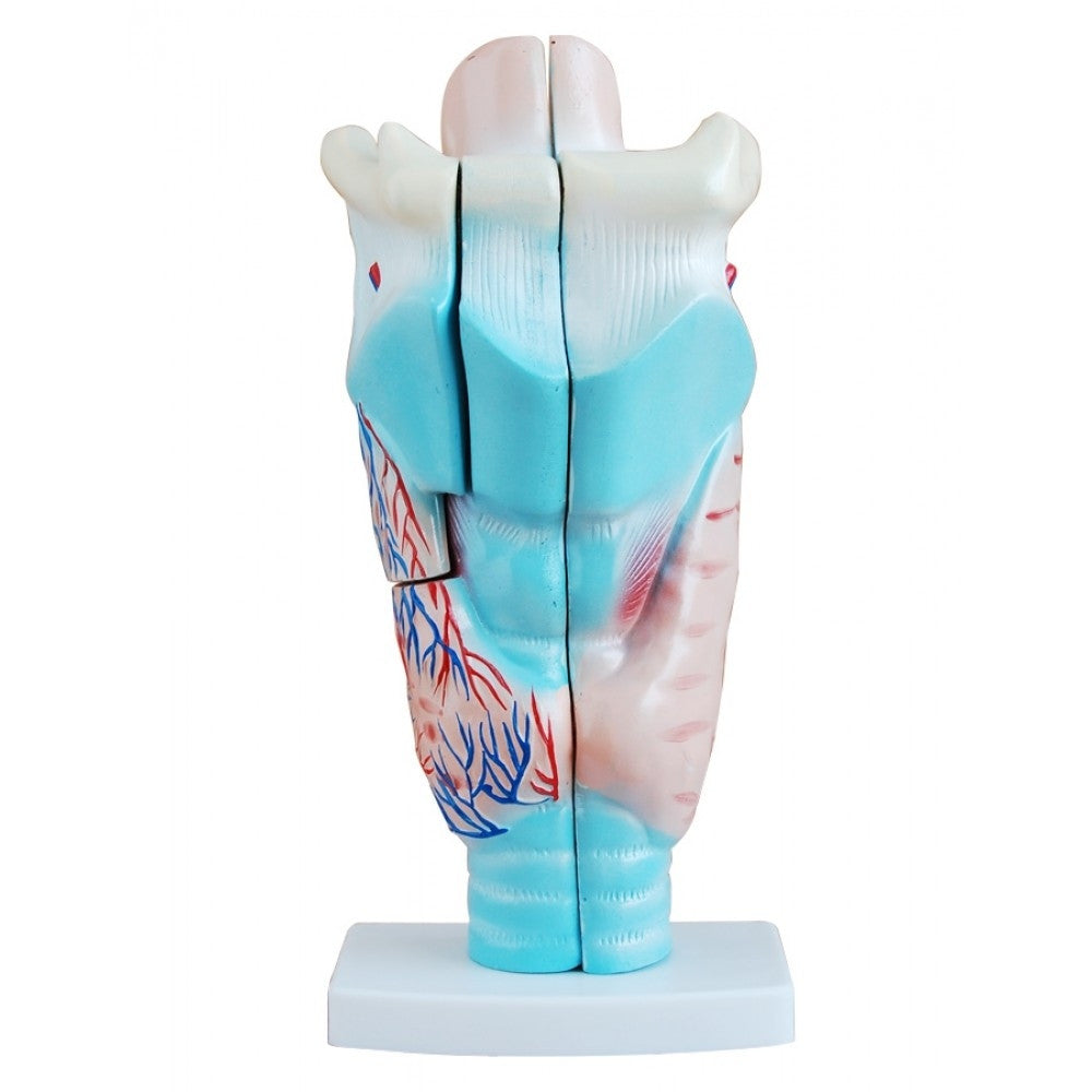 Larynx model with removable parts