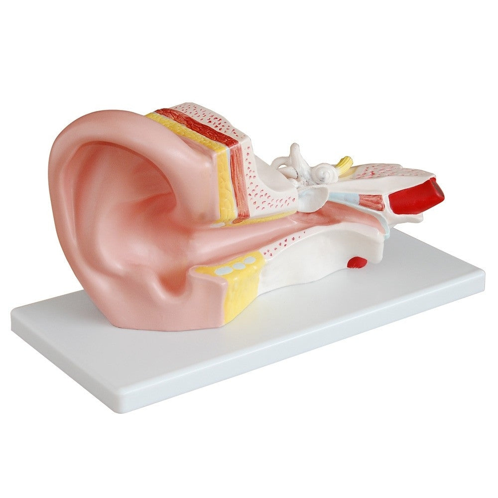 Ear model with a stand