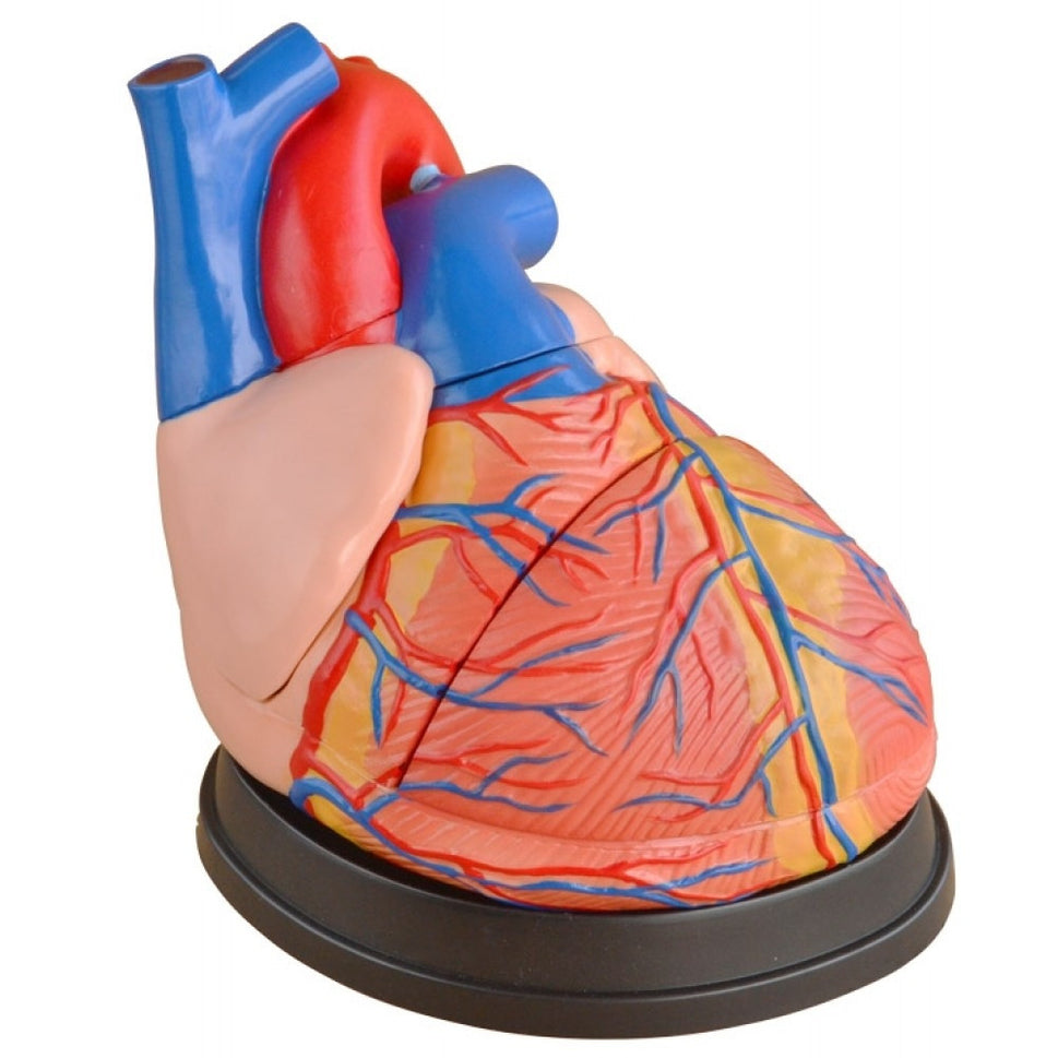 Organ Anatomy Collection
