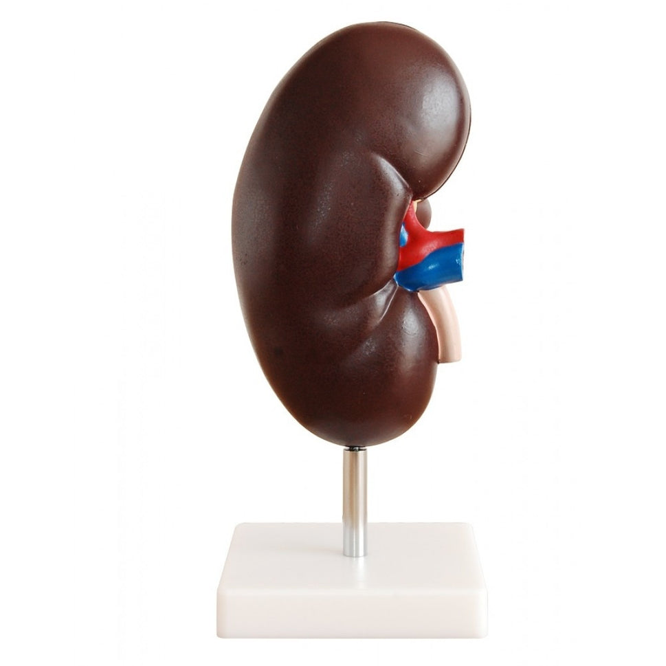 Organ Anatomy Collection