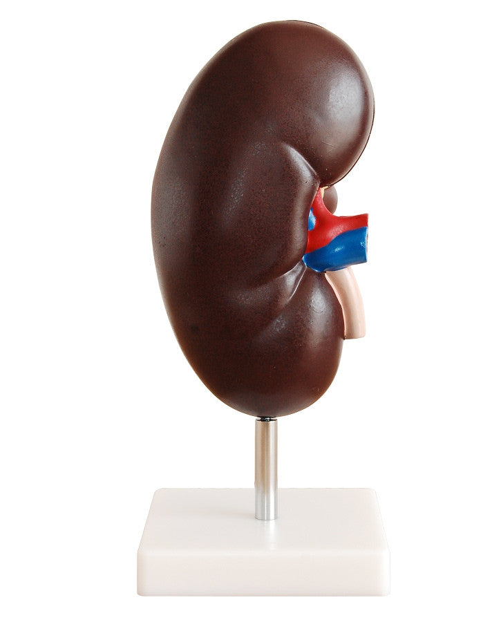 Budget Kidney Model (2 Times Life Size