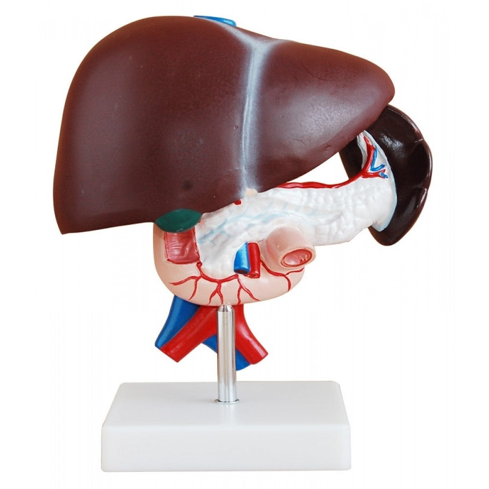 Digestive System Anatomy Collection