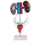 Switch Female Kidney Anatomy Model 3 image