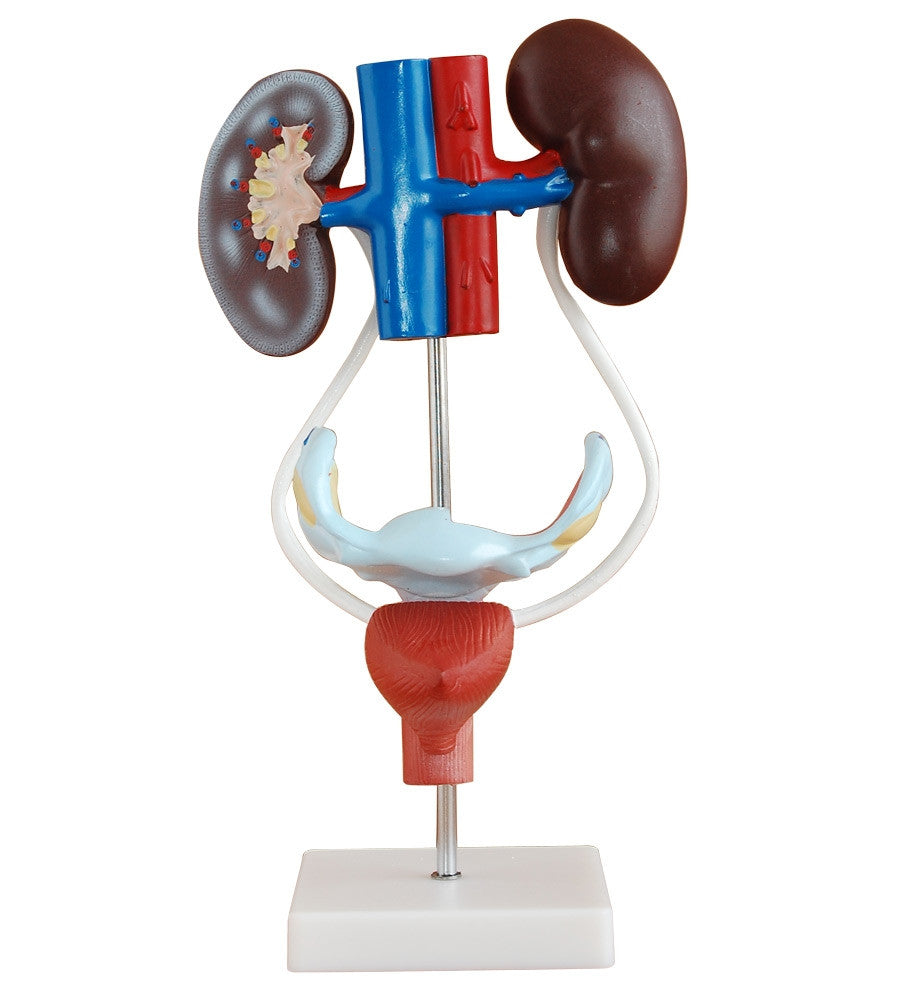 Budget Female Urogenital System Model