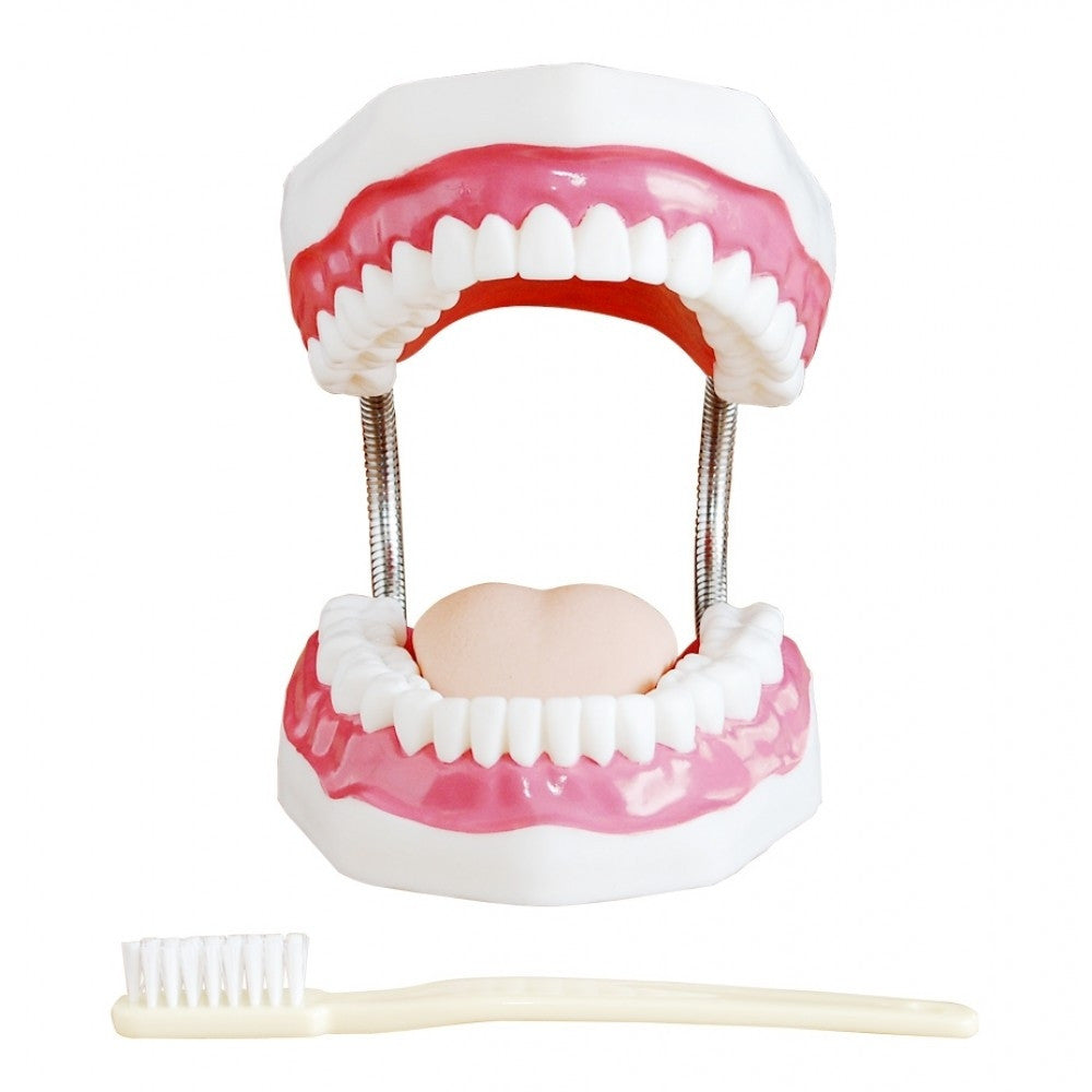 Dental Anatomy & Pathology Collection