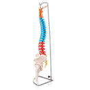 Switch Coloured spine model 2 image