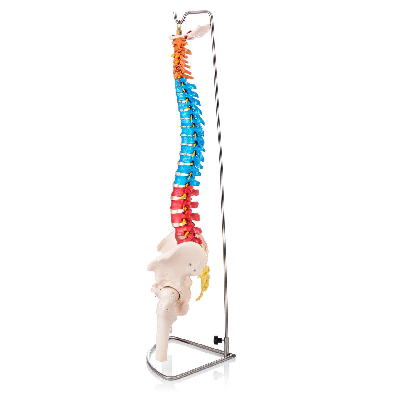 Budget Flexible Didactic Spine Model with Pelvis and Femoral Heads