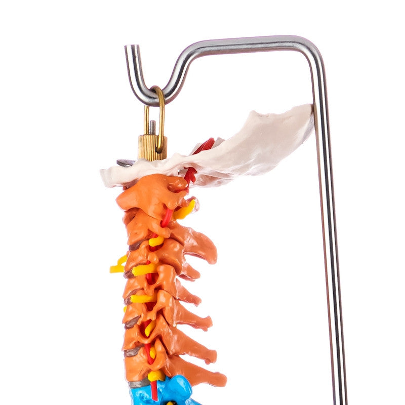 Budget Flexible Didactic Spine Model with Pelvis and Femoral Heads