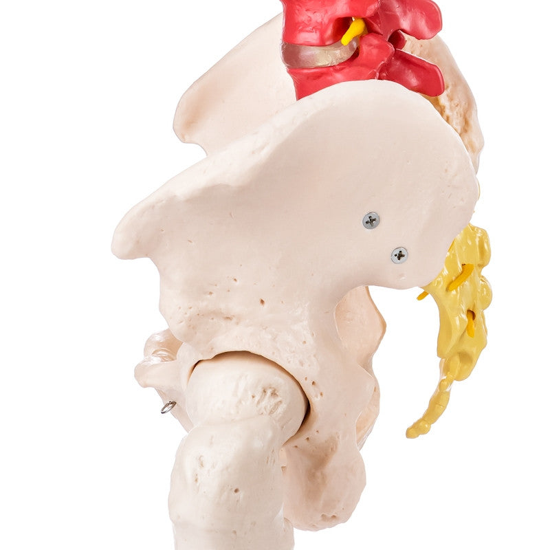 Budget Flexible Didactic Spine Model with Pelvis and Femoral Heads