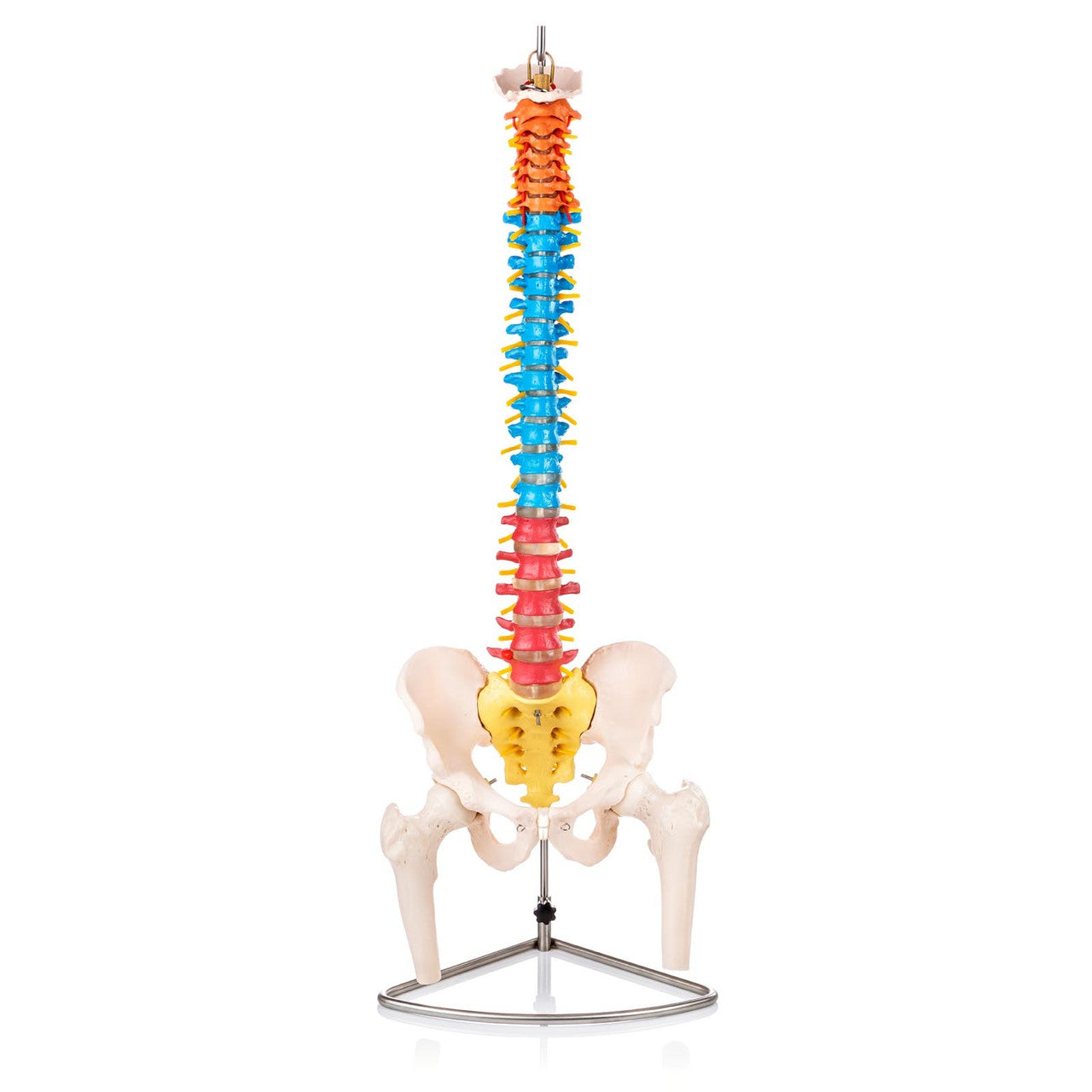 Budget Flexible Didactic Spine Model with Pelvis and Femoral Heads
