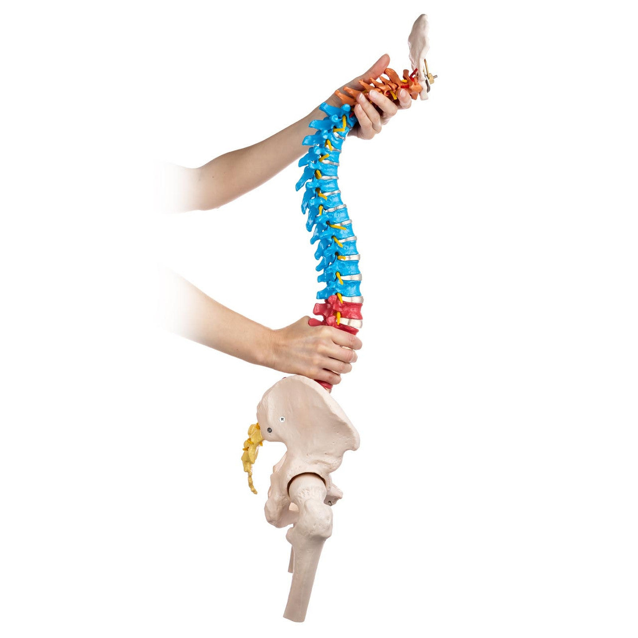 Budget Flexible Didactic Spine Model with Pelvis and Femoral Heads