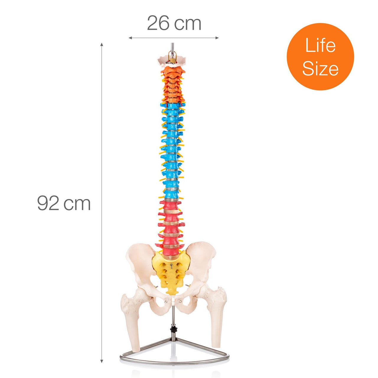 Budget Flexible Didactic Spine Model with Pelvis and Femoral Heads