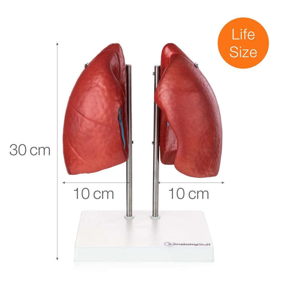Budget Lungs Model (4 part)