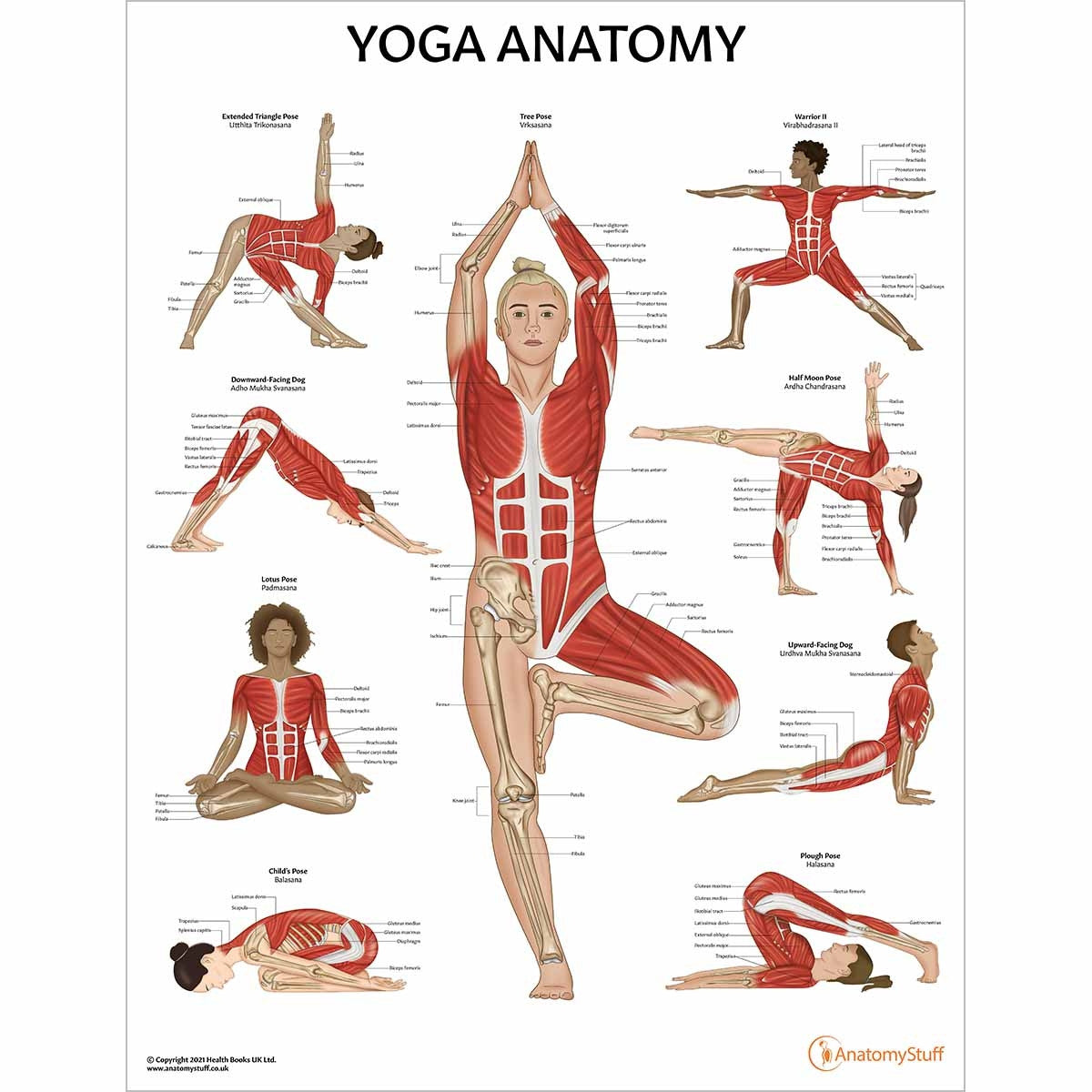 Exercise Anatomy 6 Poster Collection
