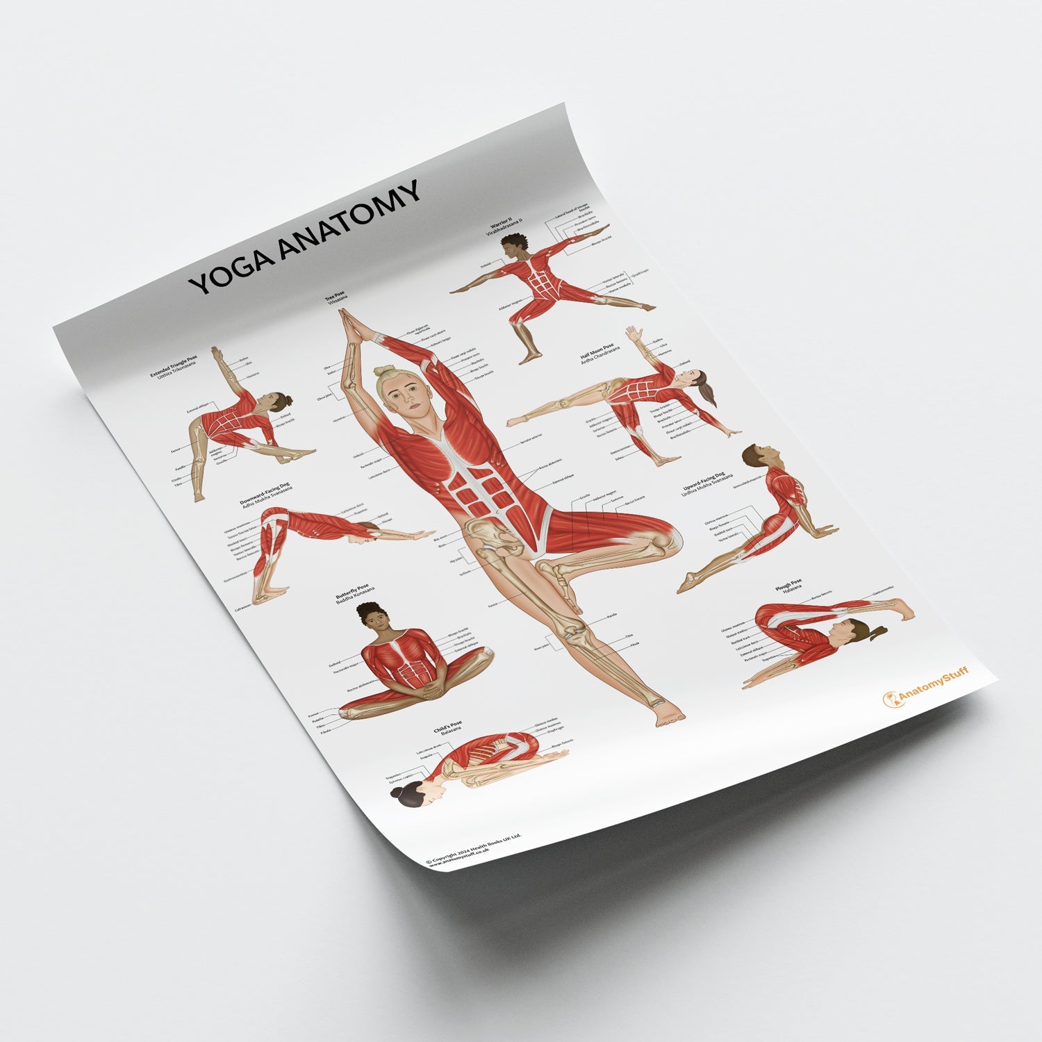 Yoga Anatomy Chart / Poster - Part of Collection