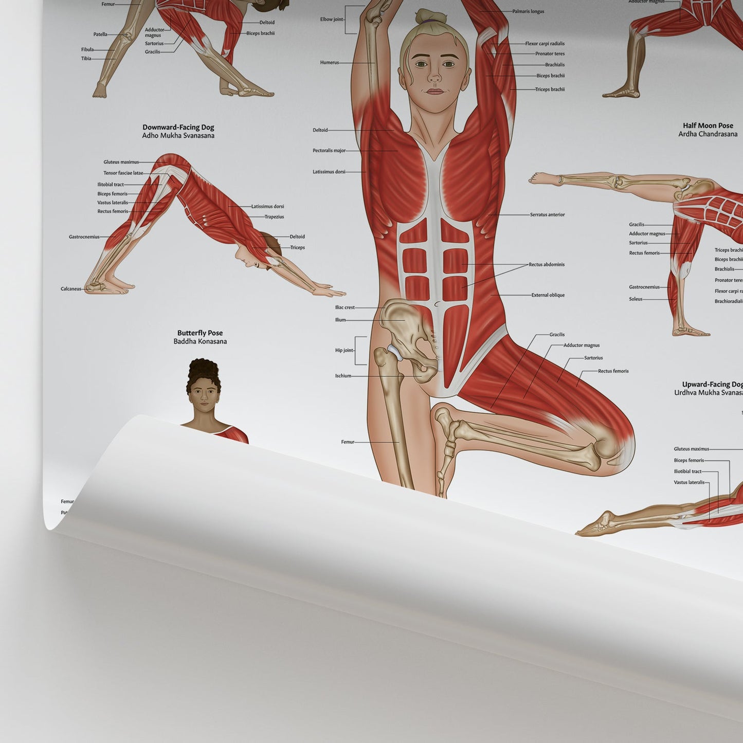 Yoga Anatomy Chart / Poster - Part of Collection