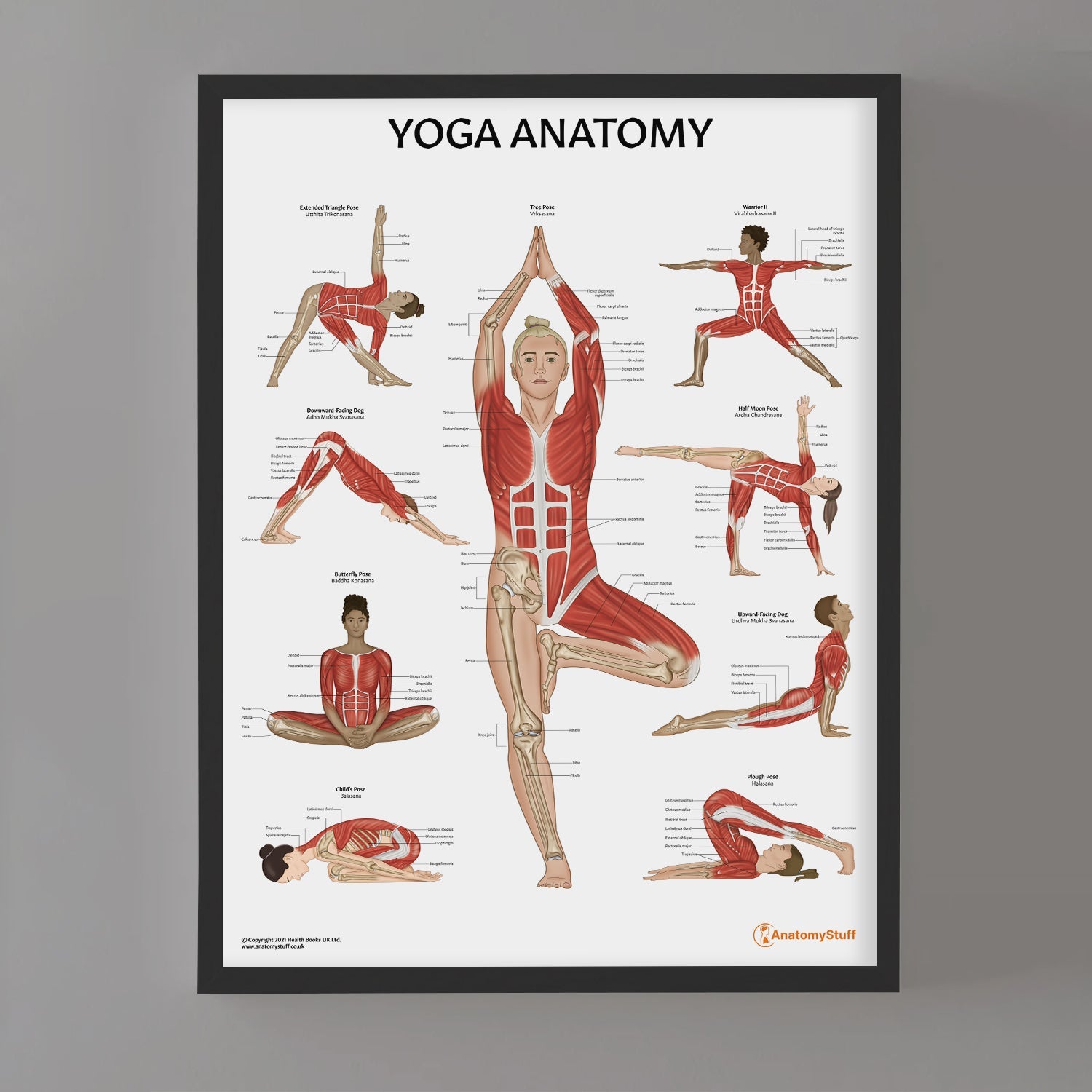 Yoga Anatomy Chart / Poster - Part of Collection