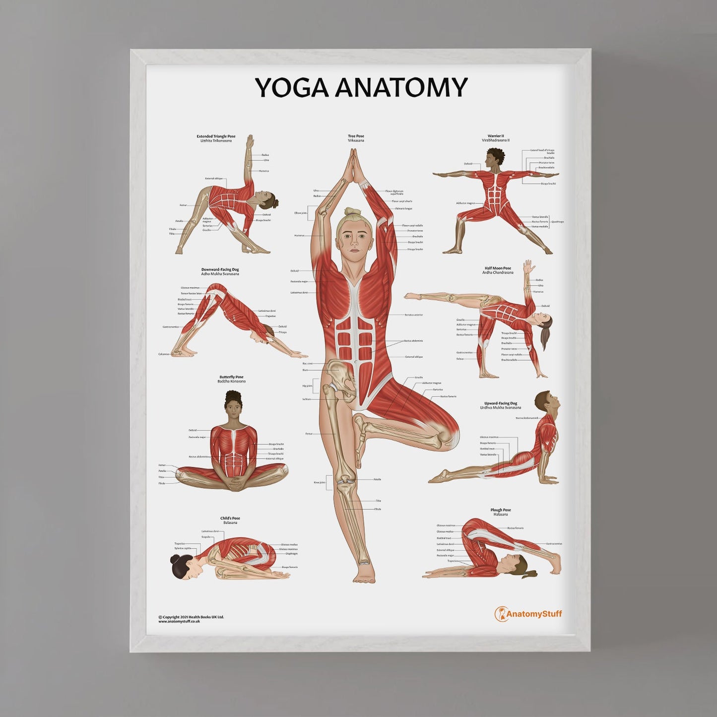 Yoga Anatomy Chart / Poster - Part of Collection