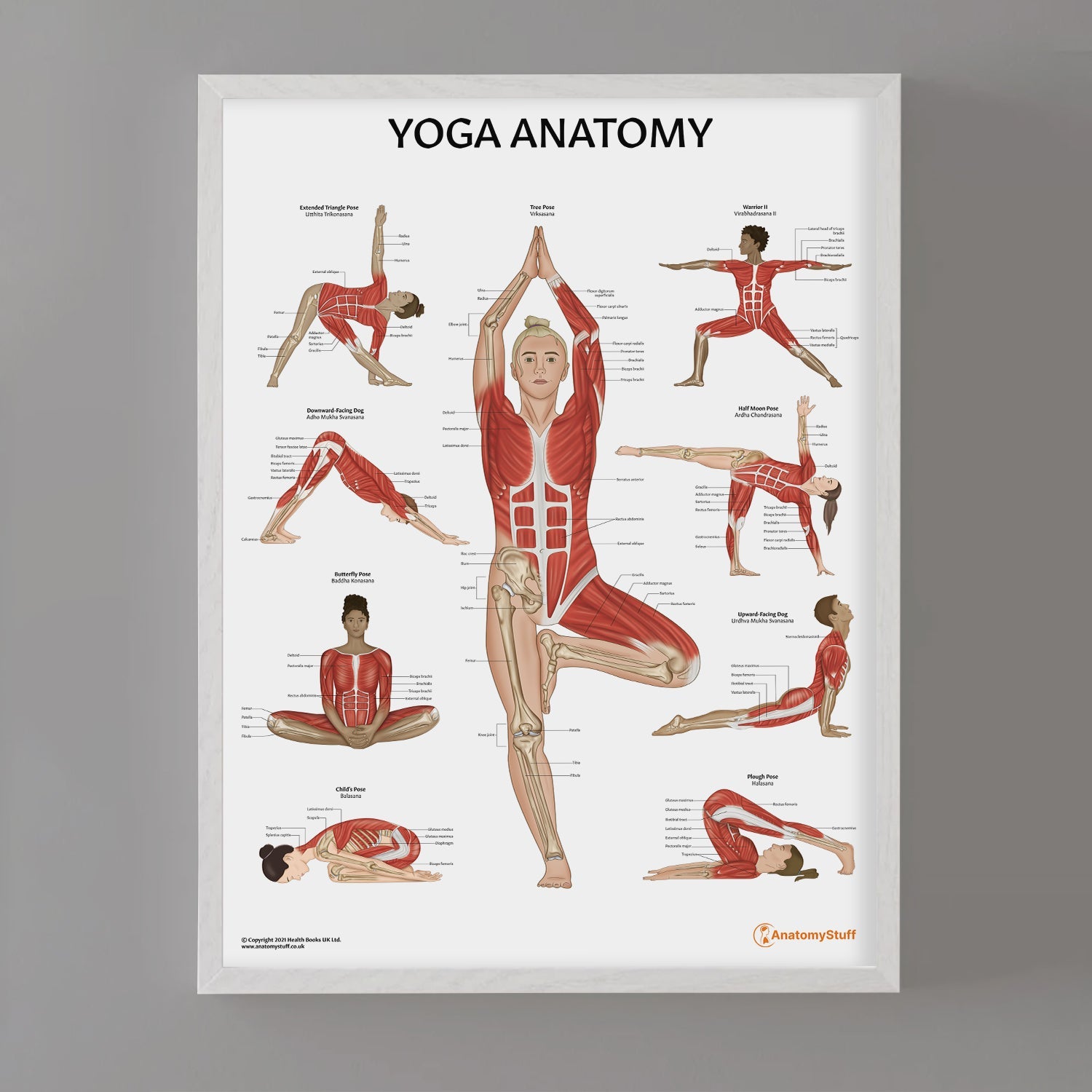Yoga Anatomy Chart / Poster - Part of Collection