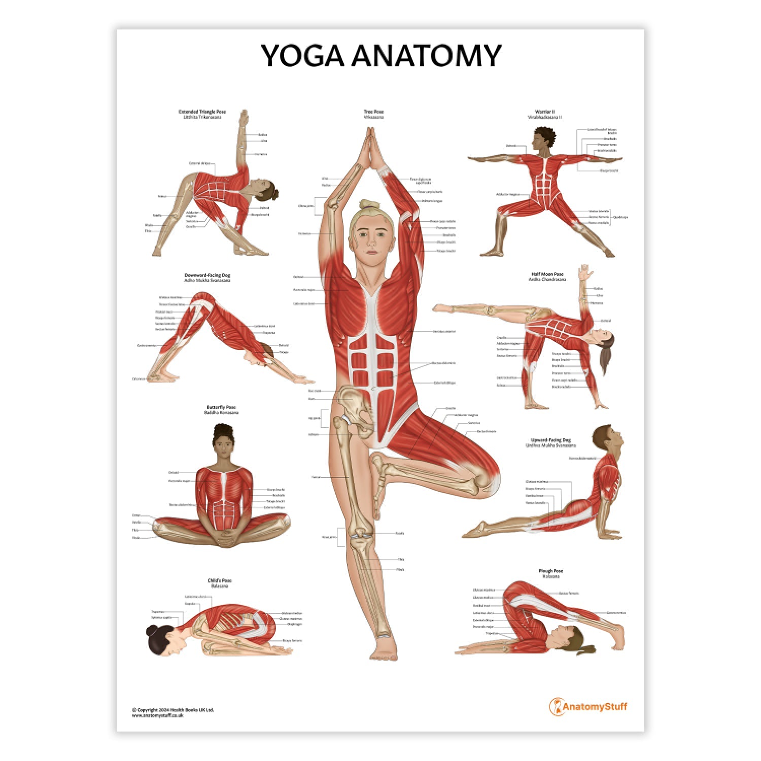 Yoga Anatomy Chart / Poster - Part of Collection