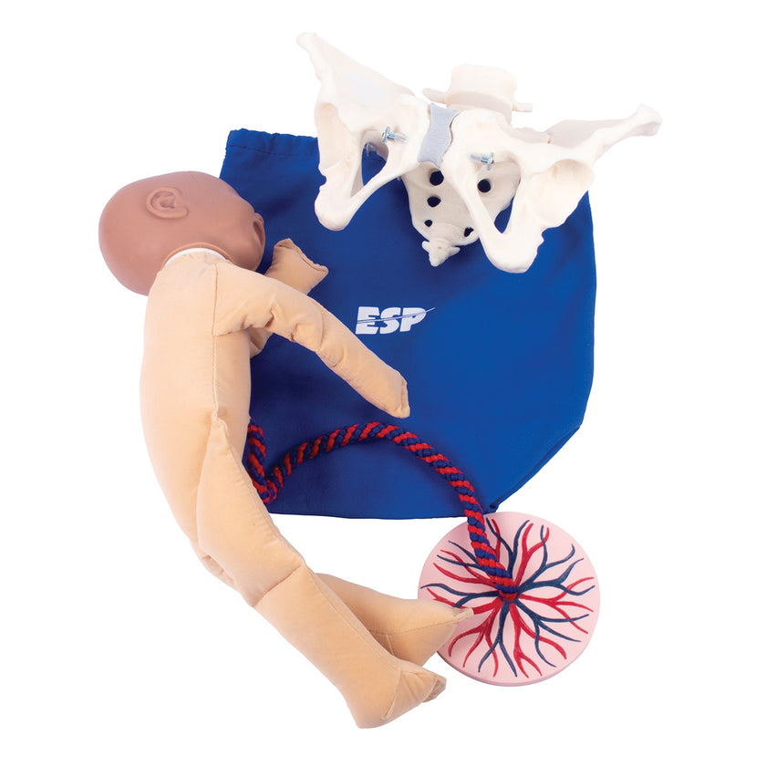 Birth Model Set with Pelvic Model